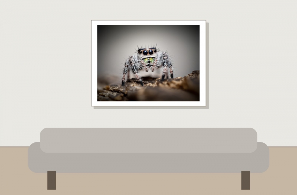 Daenerys — Phidippus regius Bahamas — 40 × 30 cm