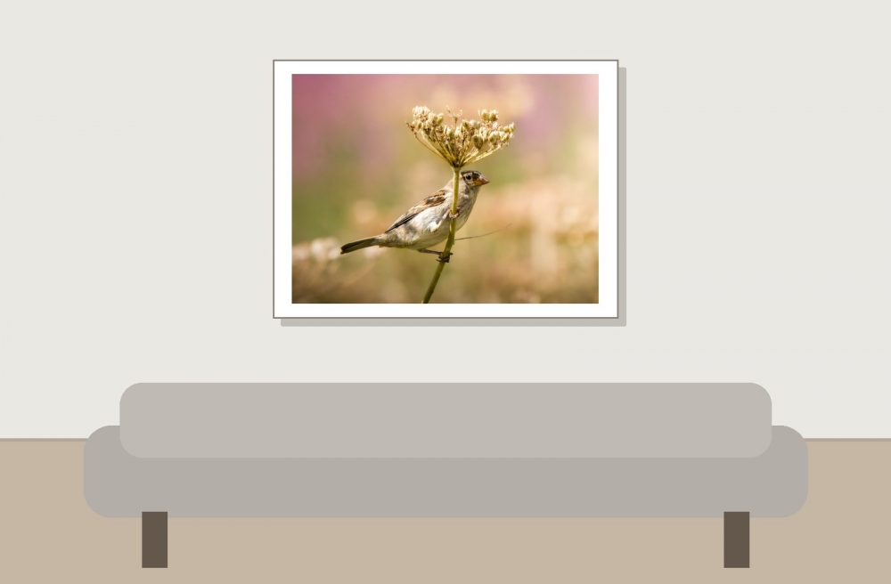 House Sparrow in Tignes — 40 × 30 cm
