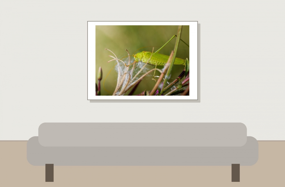 Sickle-bearing Bush-cricket in Frasne — 70 × 50 cm