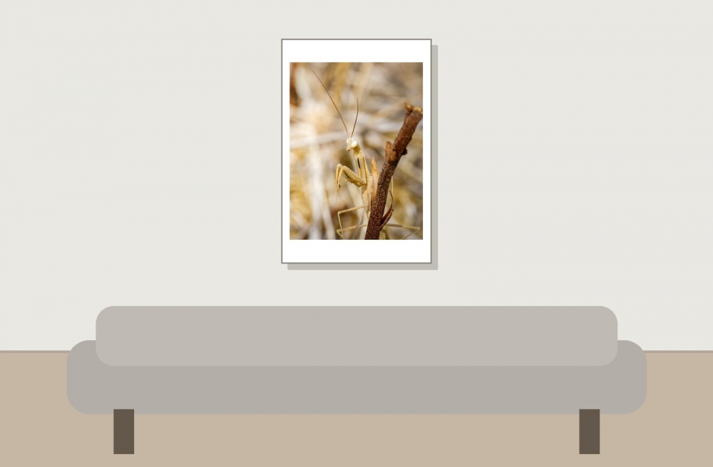 European Praying Mantis in Venoy — 40 × 60 cm