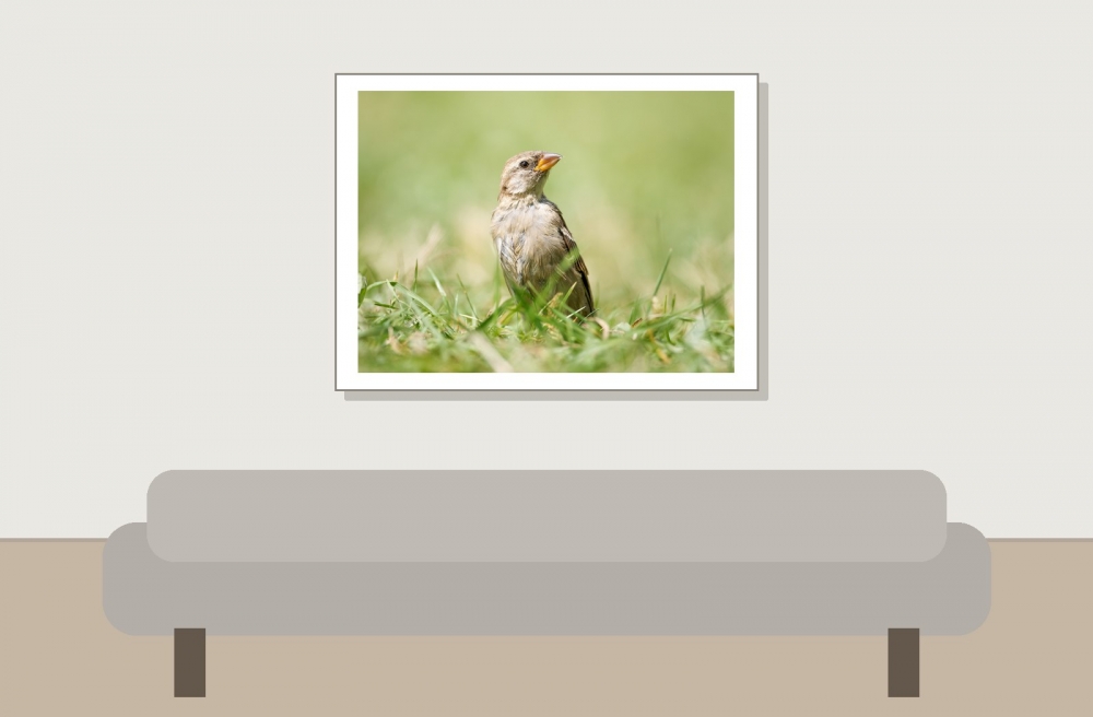 House Sparrow in 20250812 — 40 × 30 cm