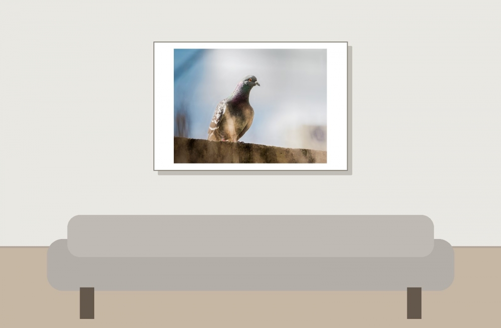 Columba Livia Var. Domestica — Migennes