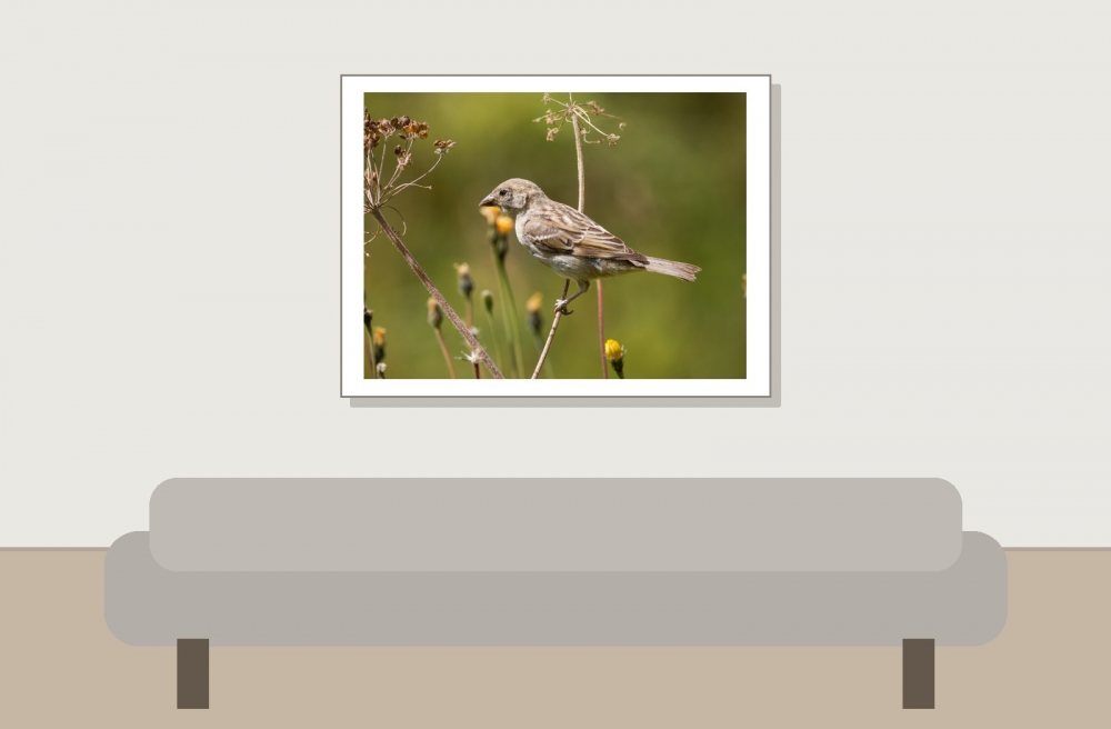 House Sparrow in 20250812 — 40 × 30 cm