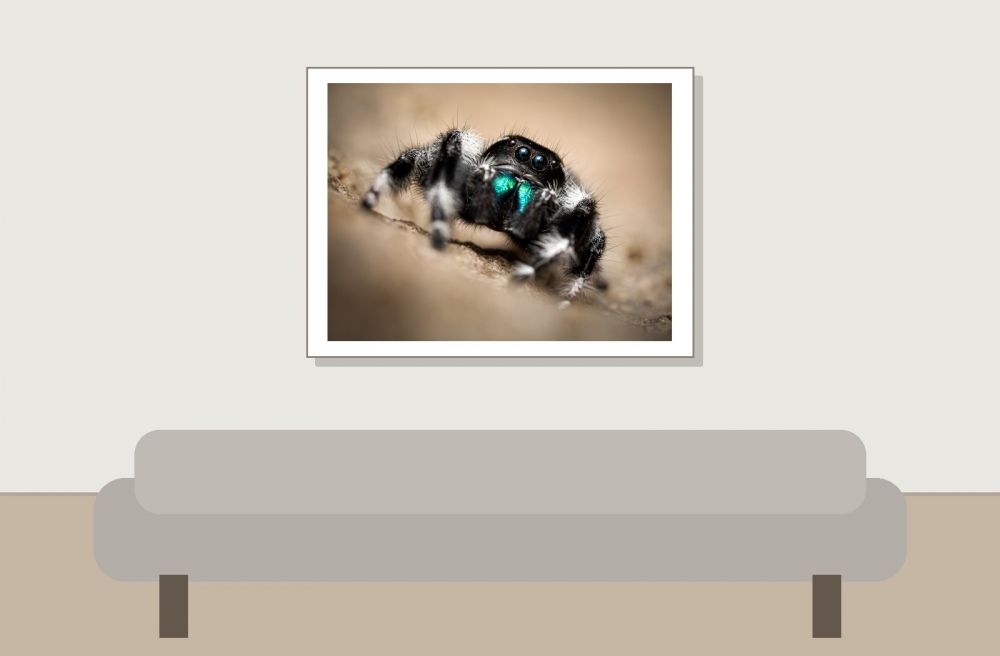Tchala — Phidippus regius White Bahamas — 40 × 30 cm