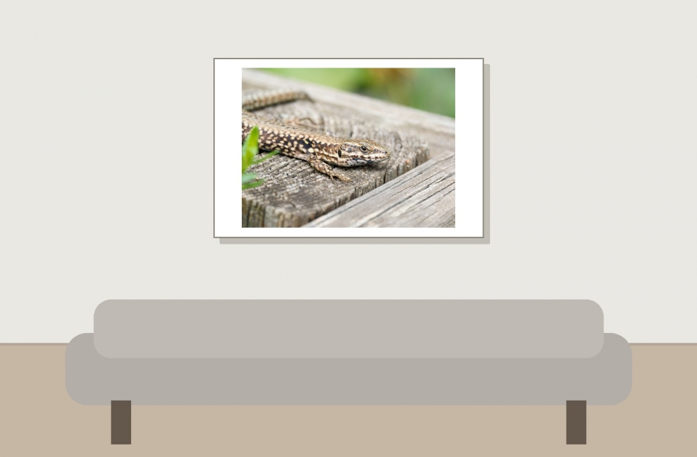 Podarcis Muralis — 20250521 — 60 × 40 cm