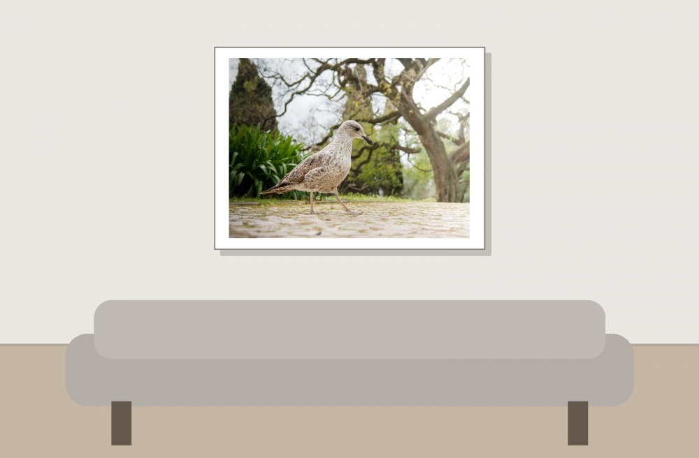 Larus Fuscus — Lisbonne