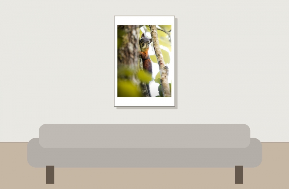 Sciurus Vulgaris — Le Frasnois — 40 × 60 cm