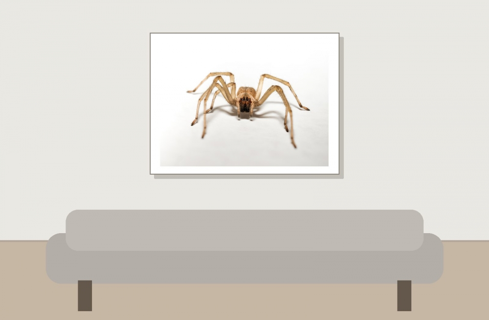 Cheiracanthium Mildei — Gentilly — 40 × 30 cm