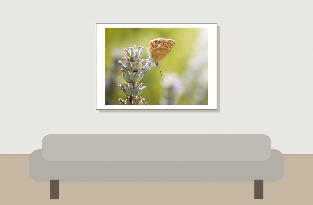 Common Blue Butterfly in Cheny — 70 × 50 cm