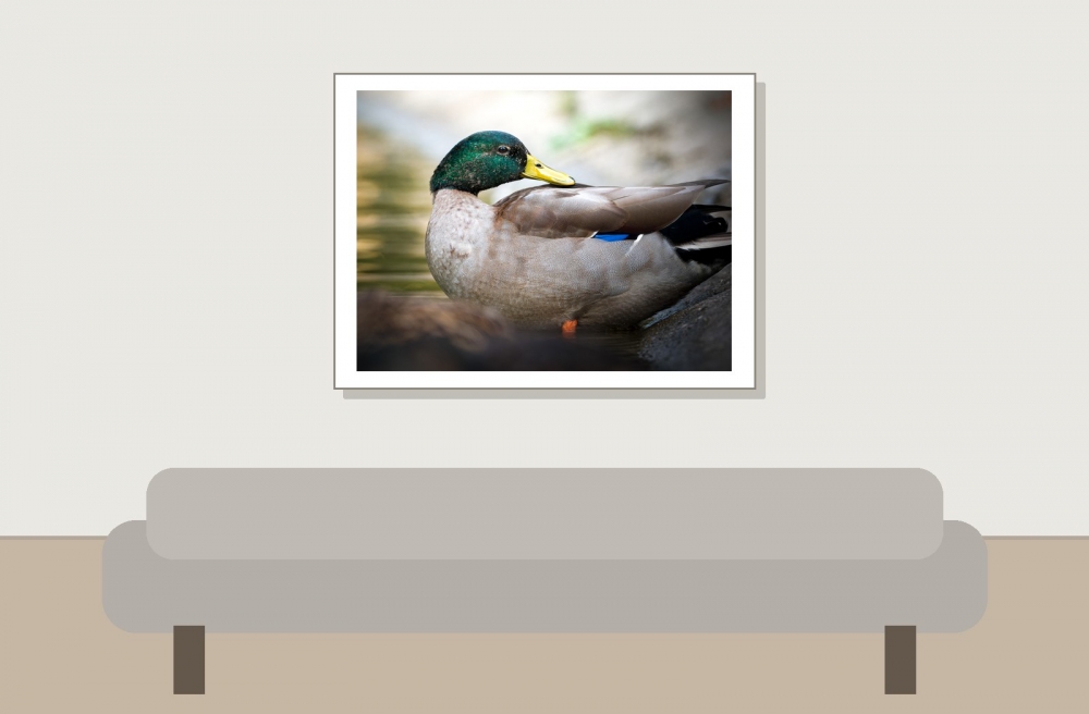 Anas Platyrhynchos — Bois de Boulognes — 40 × 30 cm