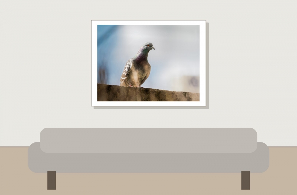 Columba Livia Var. Domestica — Migennes 
