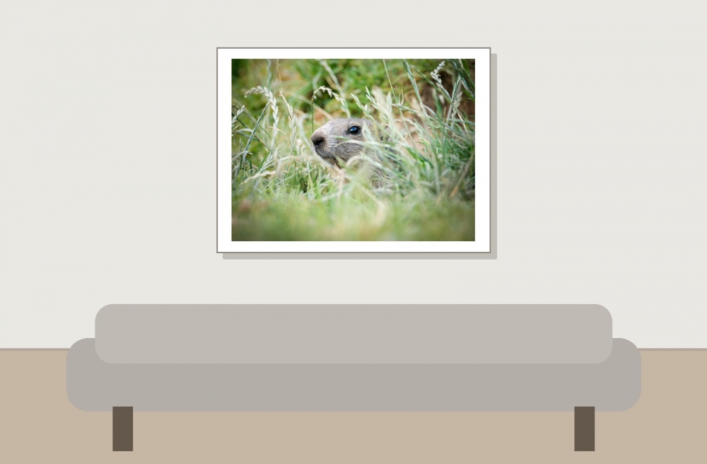 Marmota Marmota — 20250811 — 40 × 30 cm