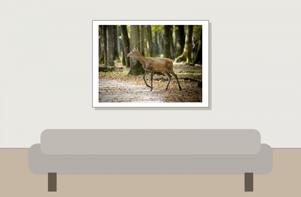 Cervus Elaphus — 20251014 — 40 × 30 cm