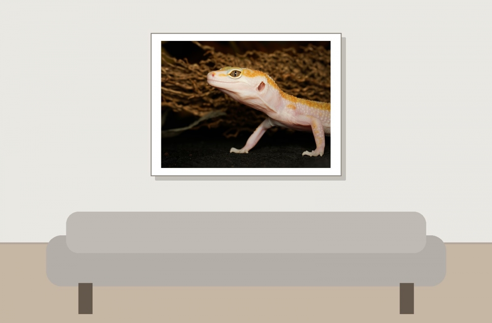 Eublepharis Macularius — 20251114-2025-11-15 — 40 × 30 cm