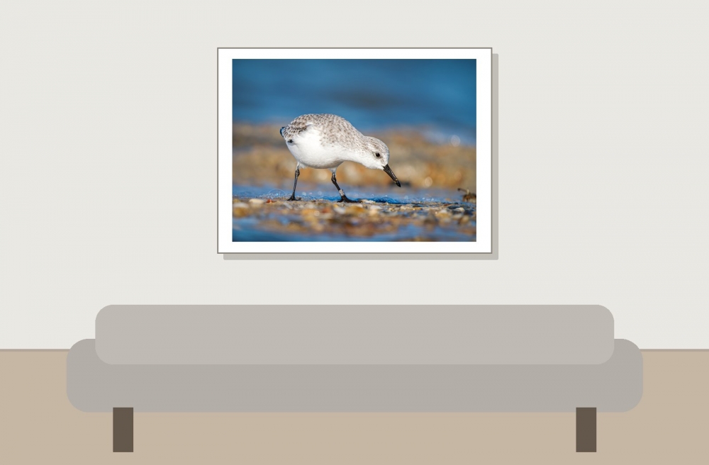 Calidris Alba — 20251205 — 40 × 30 cm
