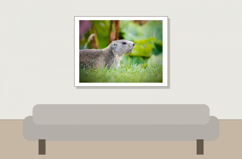 Marmota Marmota — 20250811 — 40 × 30 cm