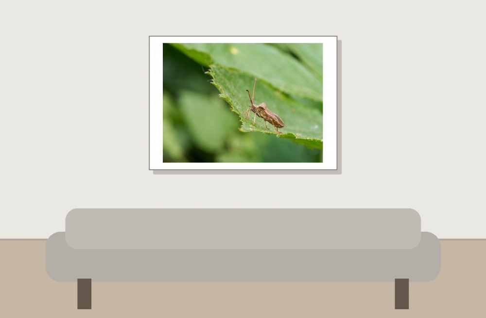 Coreus Marginatus — 20250601 — 70 × 50 cm