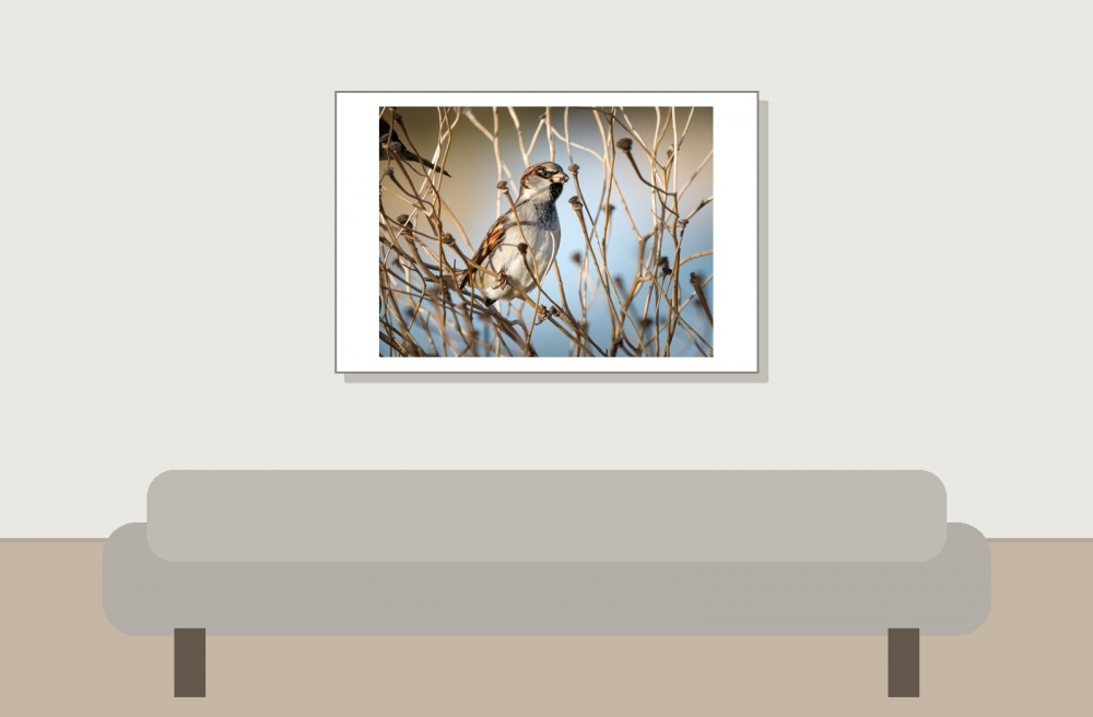 House Sparrow in 20251204 — 60 × 40 cm