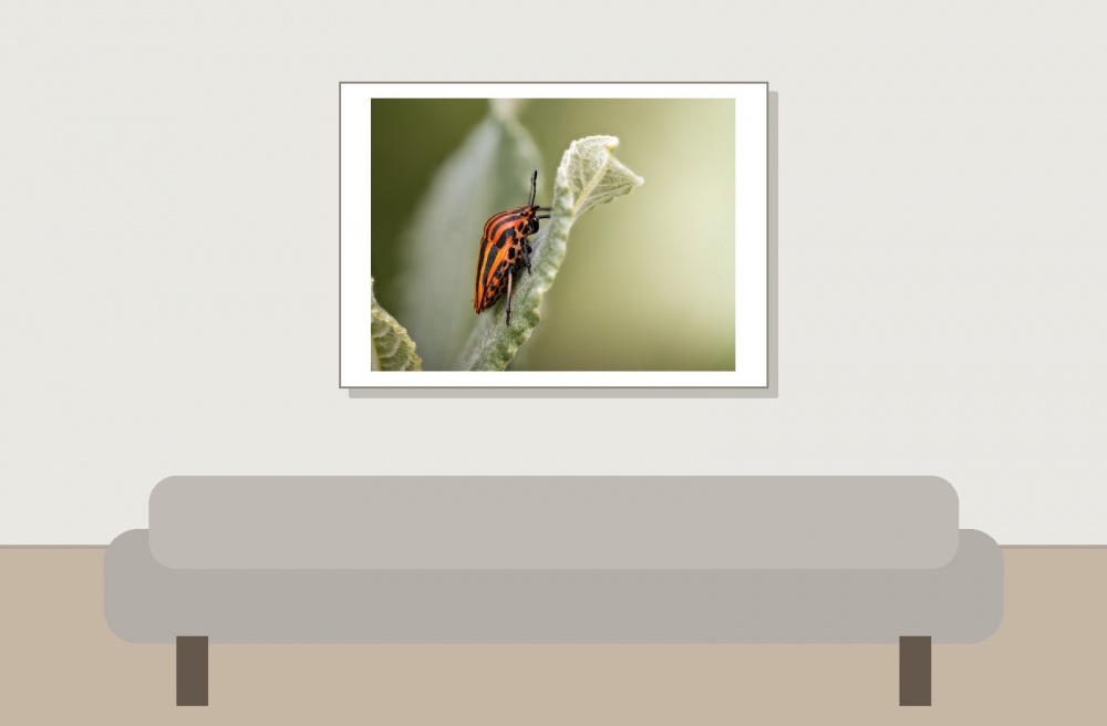 Striped Shield Bug in Frasne — 70 × 50 cm