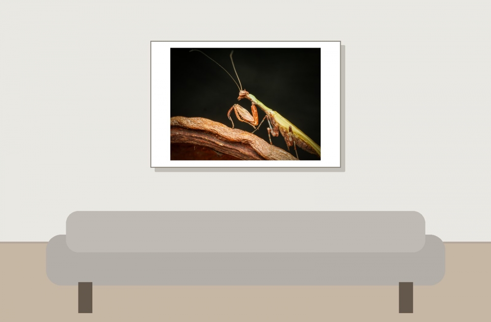 Acromantis Japonica — 20251115-2025-11-15 — 60 × 40 cm