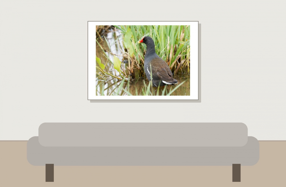 Gallinula Chloropus — 20250518 — 70 × 50 cm