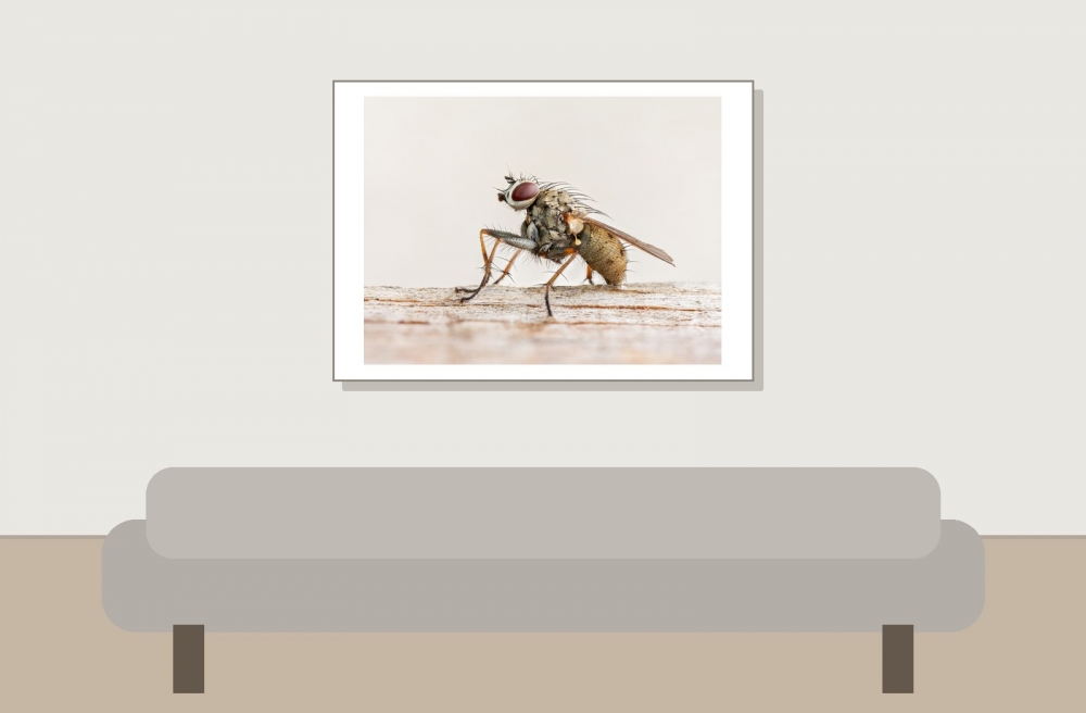 Coenosia Tigrina — 20250720 — 70 × 50 cm