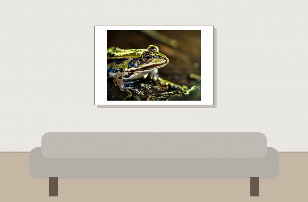 Water Frog in Mézières-en-Brenne — 60 × 40 cm