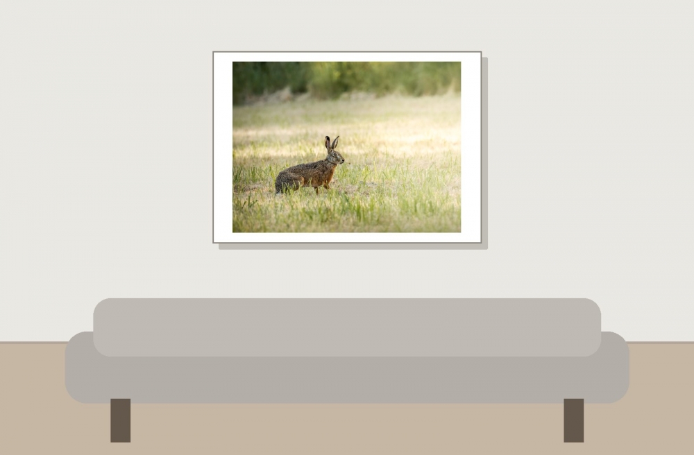 Lepus Europaeus — Rosnay — 70 × 50 cm