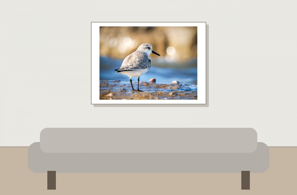 Calidris Alba — 20251205 — 70 × 50 cm