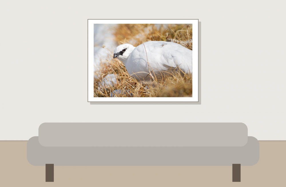Lagopus Muta 083 — Saint-Agnan-en-Vercors — 40 × 30 cm