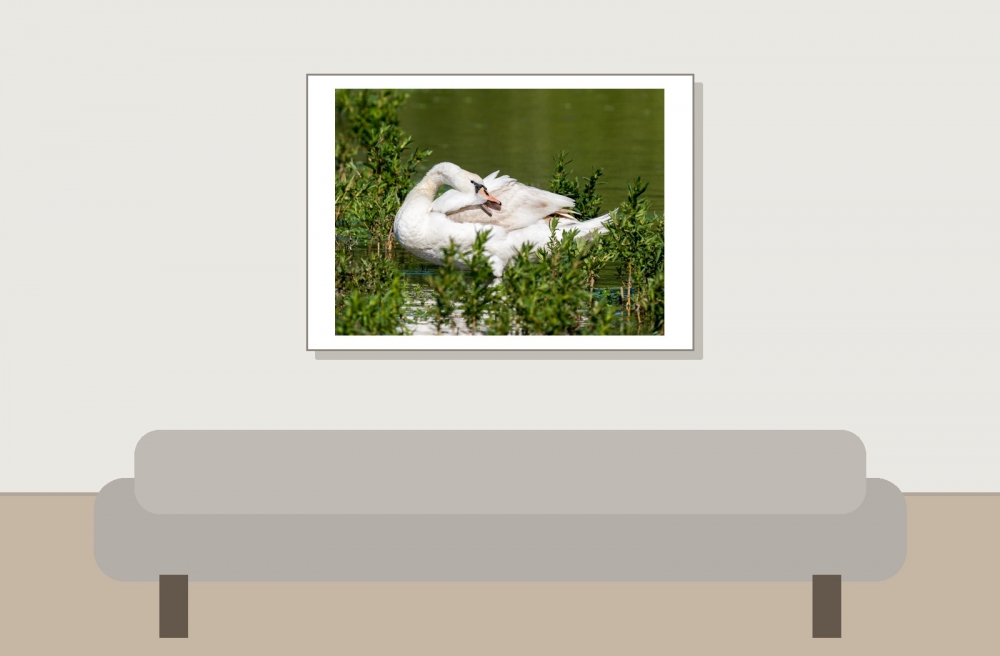 Cygnus Olor — 20250516 — 70 × 50 cm
