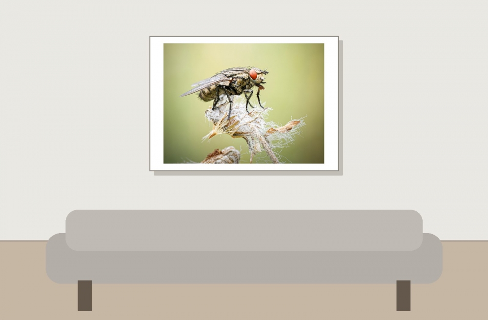 Sarcophagidae Indet. — 20250812 — 70 × 50 cm