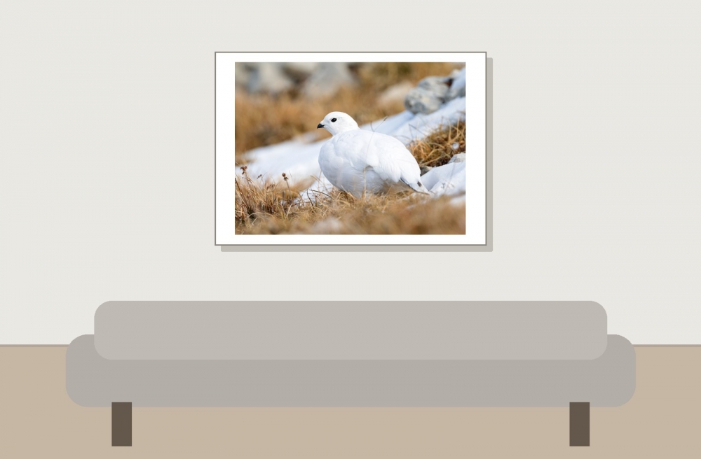 Lagopus Muta 098 — Saint-Agnan-en-Vercors — 70 × 50 cm