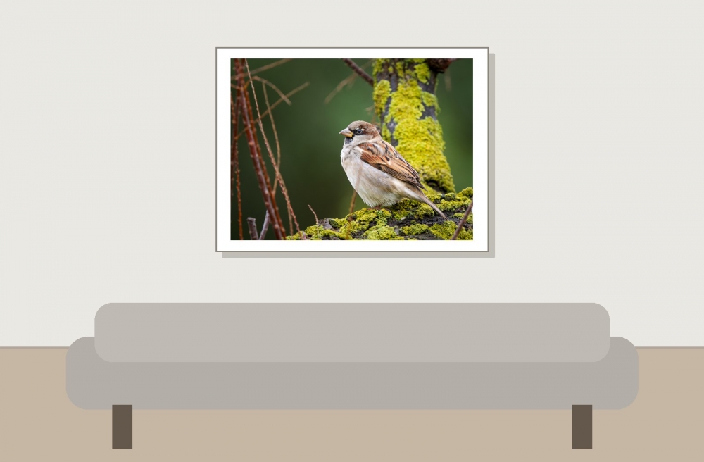 House Sparrow in 20251201 — 40 × 30 cm
