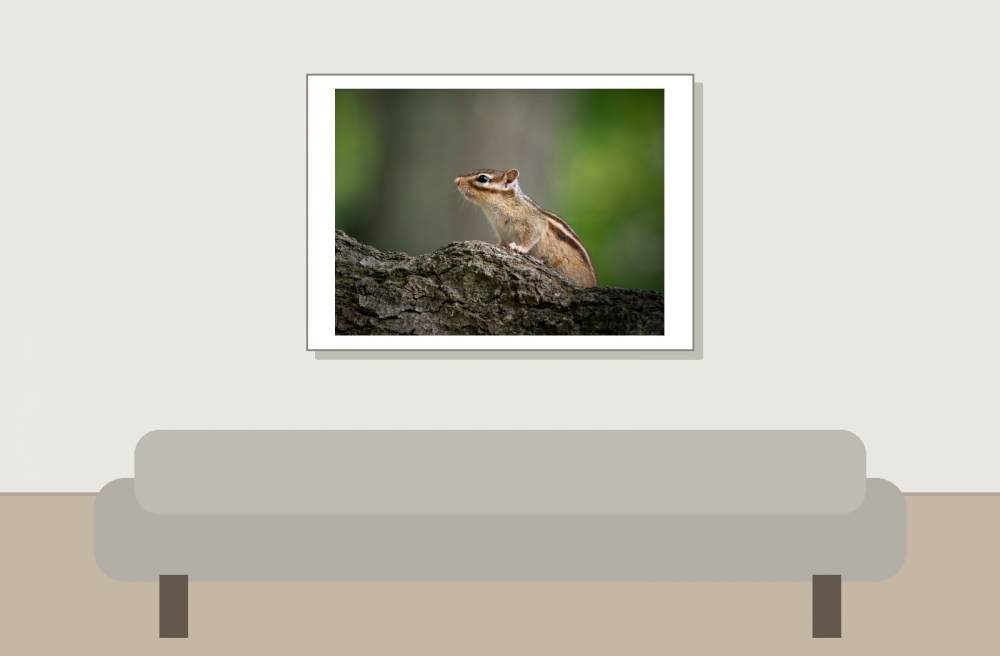 Eutamias Sibiricus — Buc — 70 × 50 cm