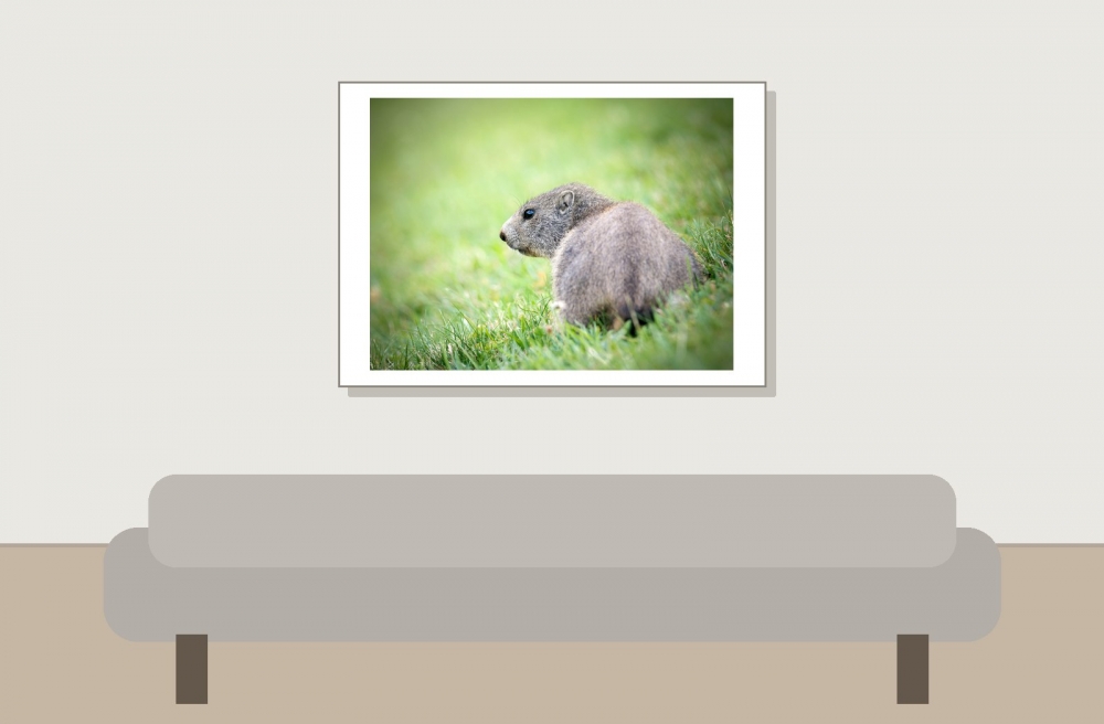 Marmota Marmota — 20250811 — 70 × 50 cm