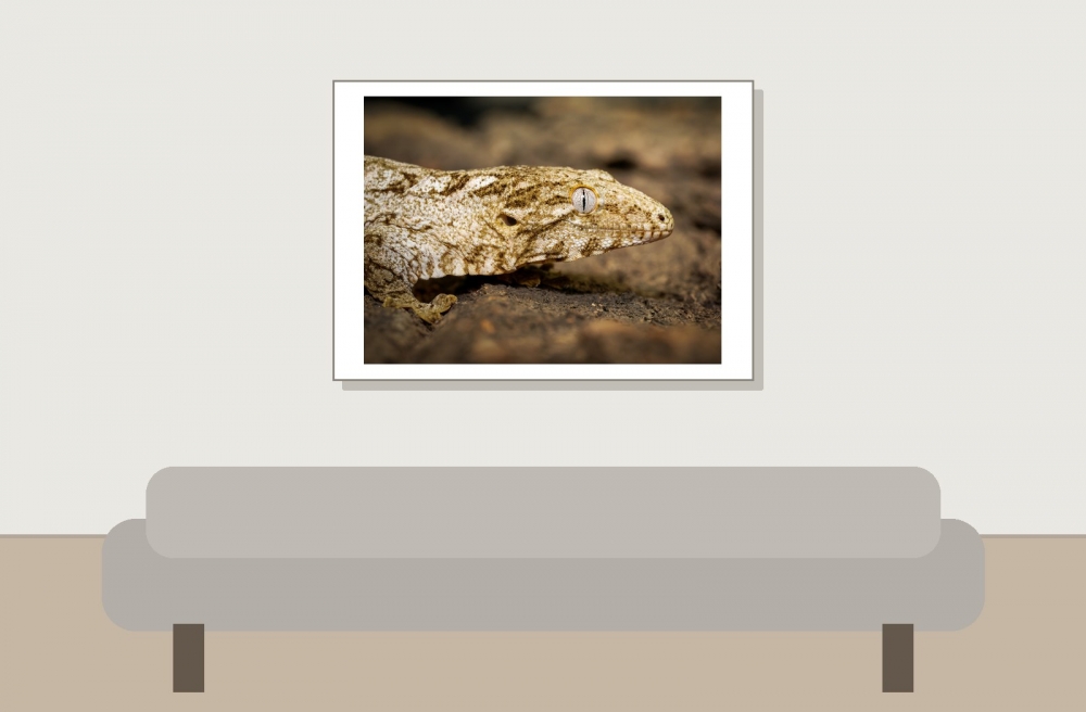 Rhacodactylus Auriculatus — 20251115-2025-11-15 — 70 × 50 cm
