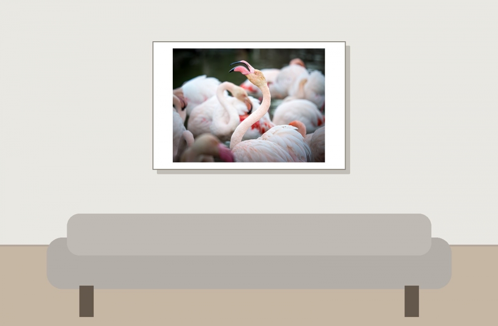 Phoenicopterus Roseus — 20251201 — 60 × 40 cm