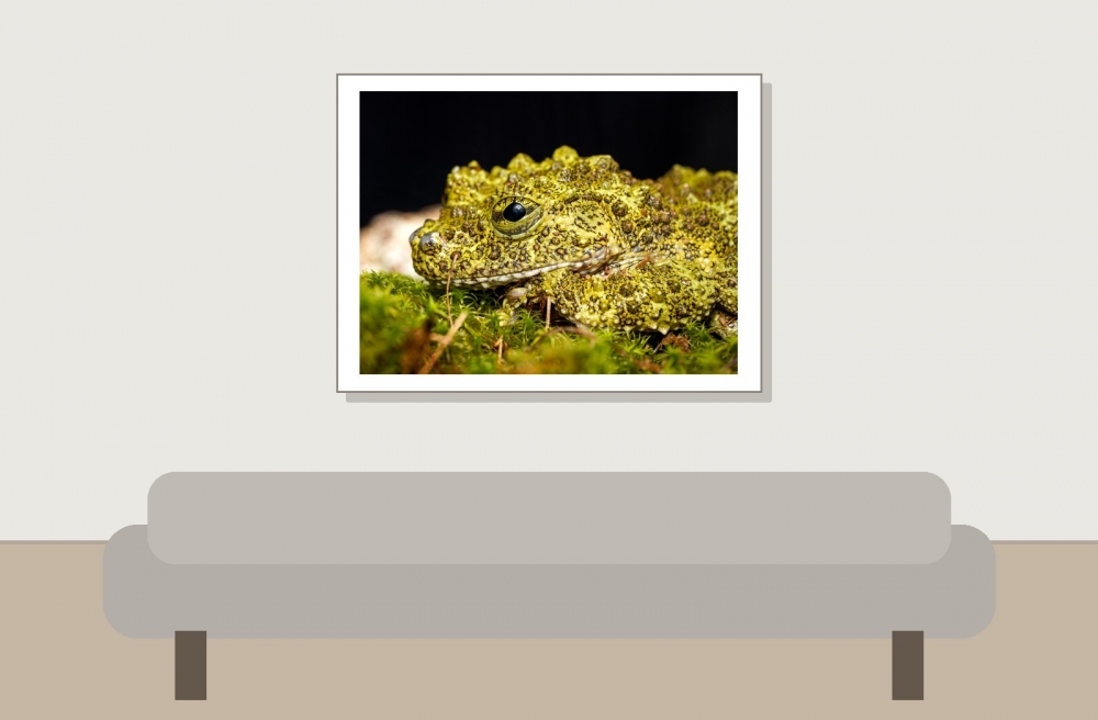 Theloderma Corticale — 20251115-2025-11-15 — 40 × 30 cm