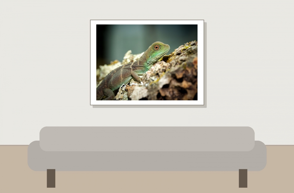 Physignathus Cocincinus — 20251115-2025-11-15 — 40 × 30 cm