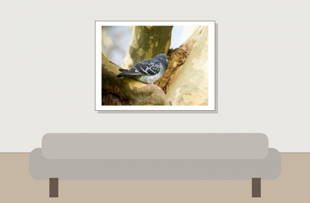 Columba Livia Var. Domestica — Migenne