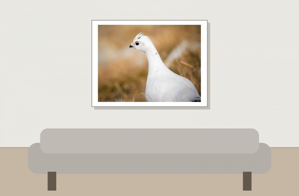 Lagopus Muta 211 — Saint-Agnan-en-Vercors — 40 × 30 cm