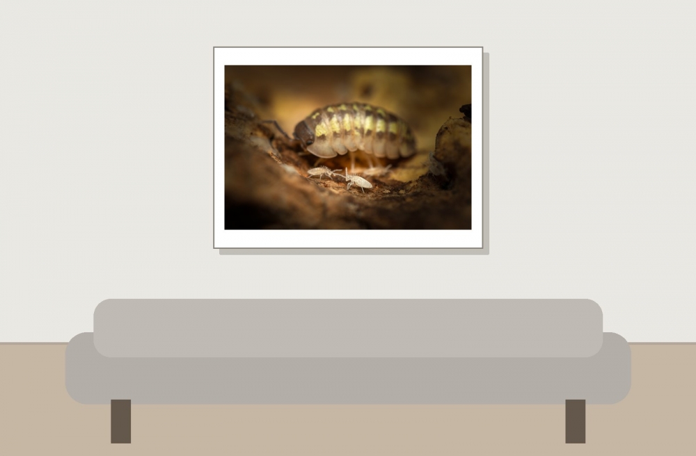 20250125 Armadillidium Granulatum Yellow — 40 × 30 cm