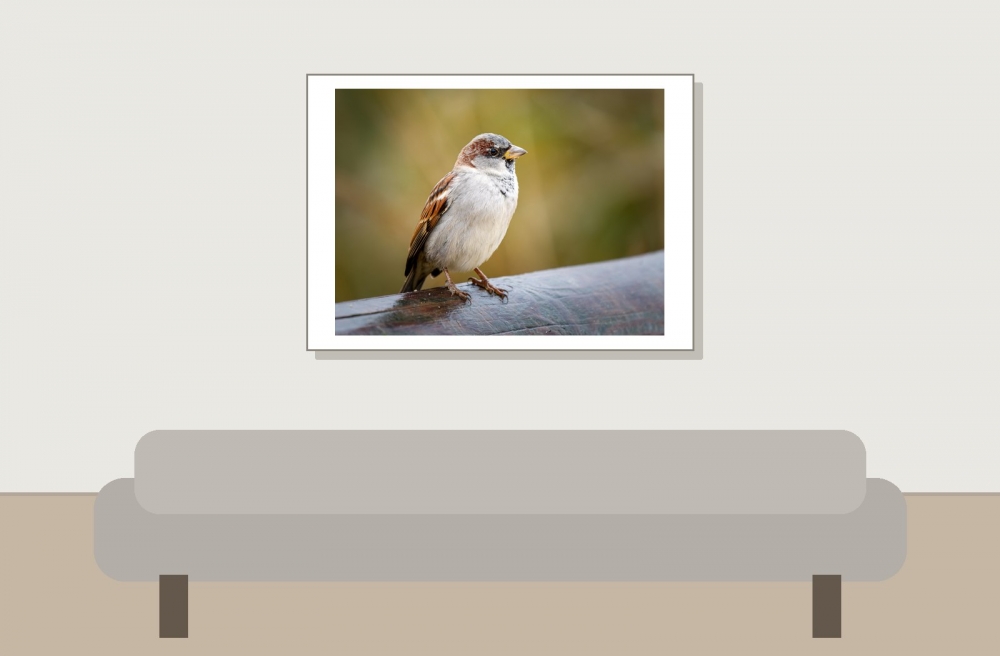 House Sparrow in 20251201 — 70 × 50 cm