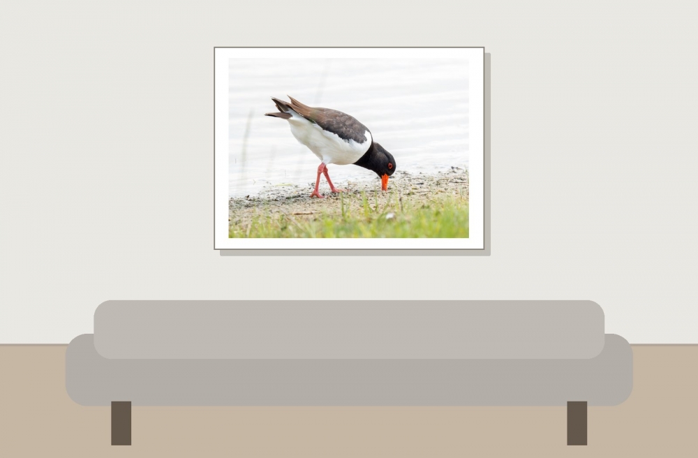 Haematopus Ostralegus — 20250518 — 40 × 30 cm
