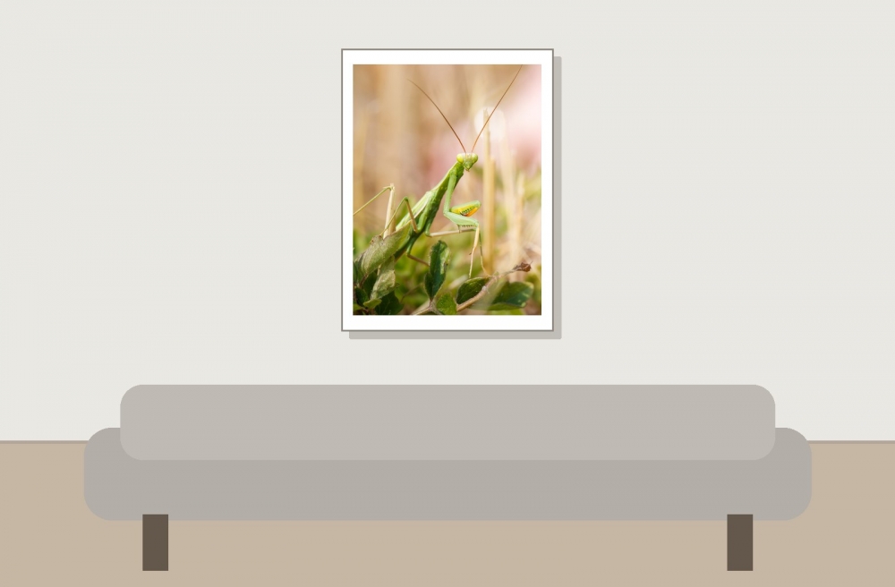 European Praying Mantis in Venoy — 30 × 40 cm