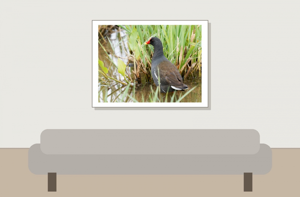 Gallinula Chloropus — 20250518 — 40 × 30 cm