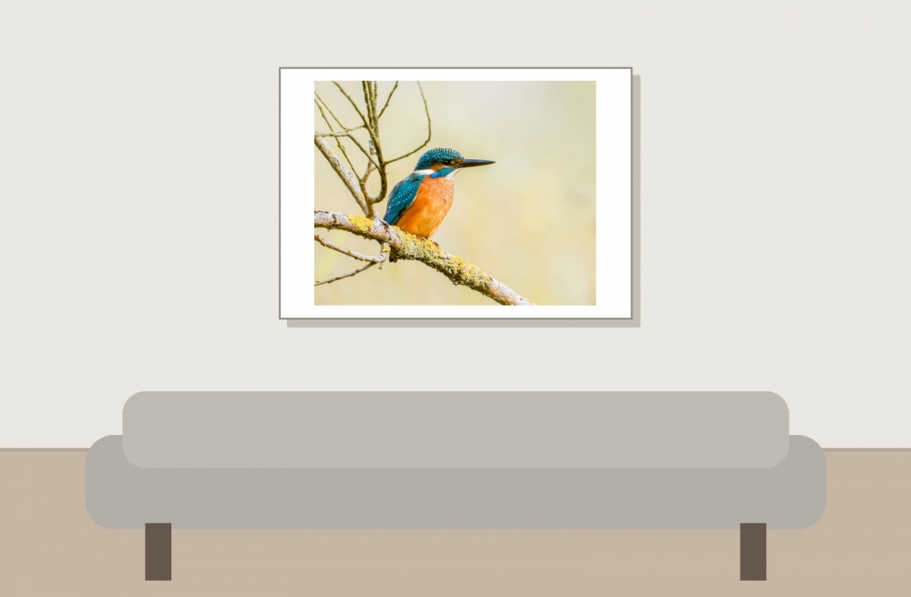 Alcedo Atthis 18 — Vergigny — 70 × 50 cm