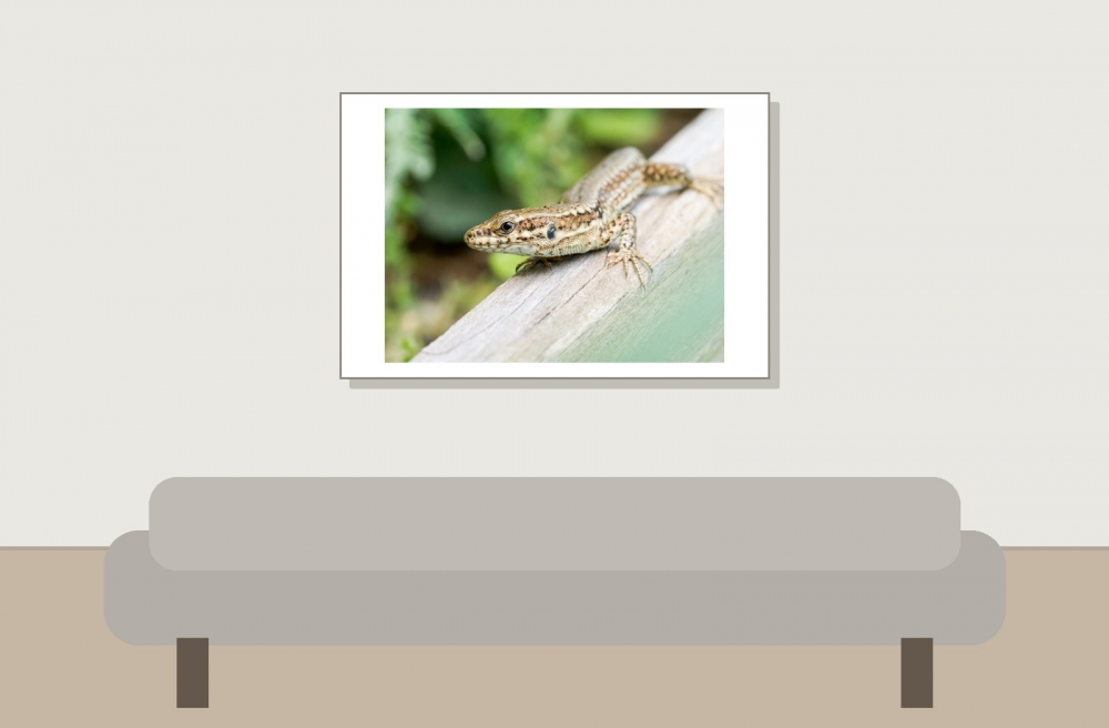 Podarcis Muralis — 20250521 — 60 × 40 cm