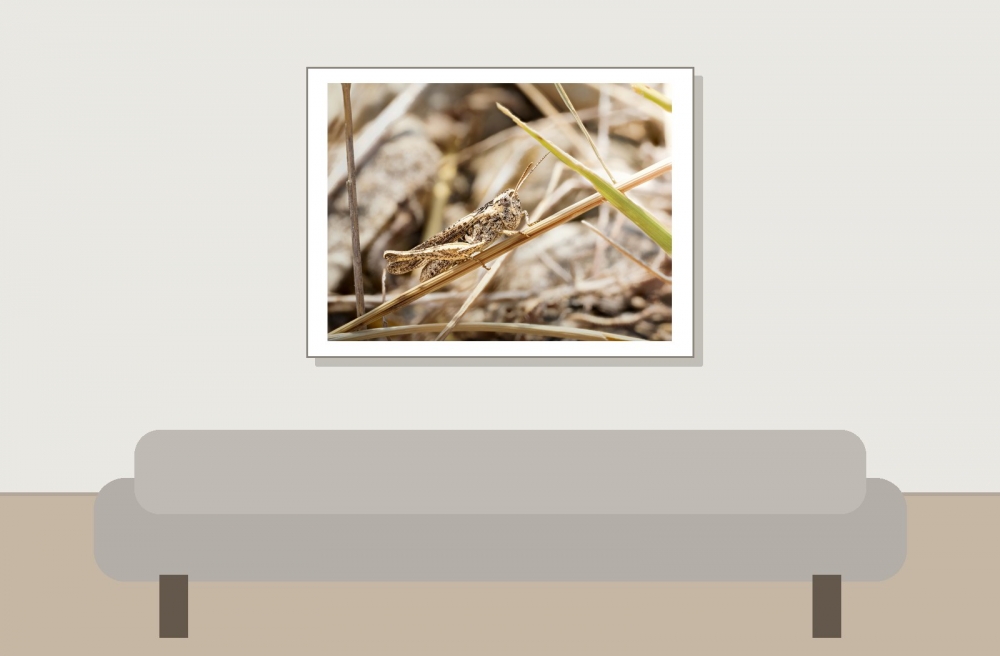 Chorthippus Biguttulus Group — Venoy — 40 × 30 cm